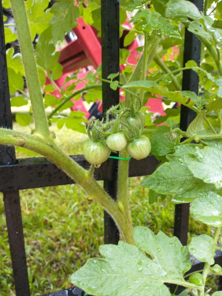 tomatoes on the vine