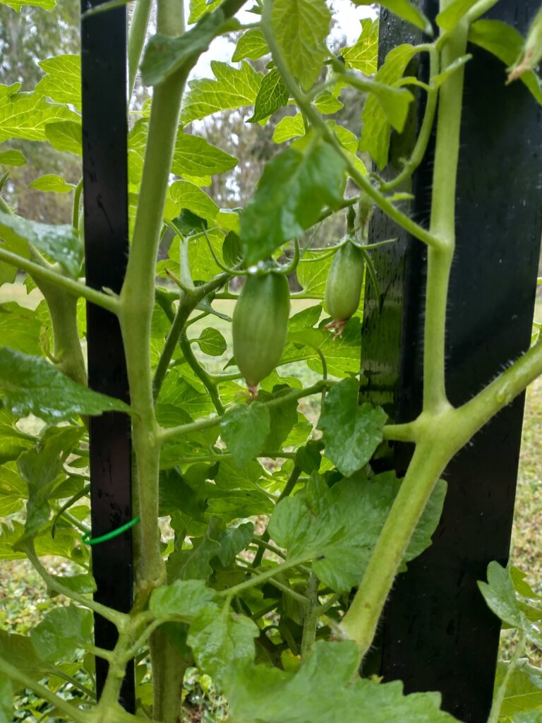 san marzano tomatoes on the vine