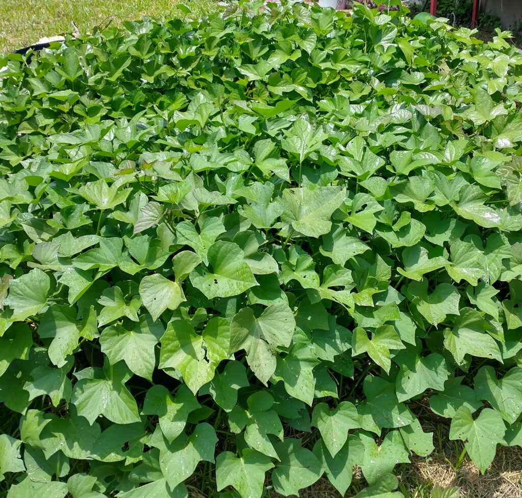 Sweet potato vine growing in a summer Florida garden