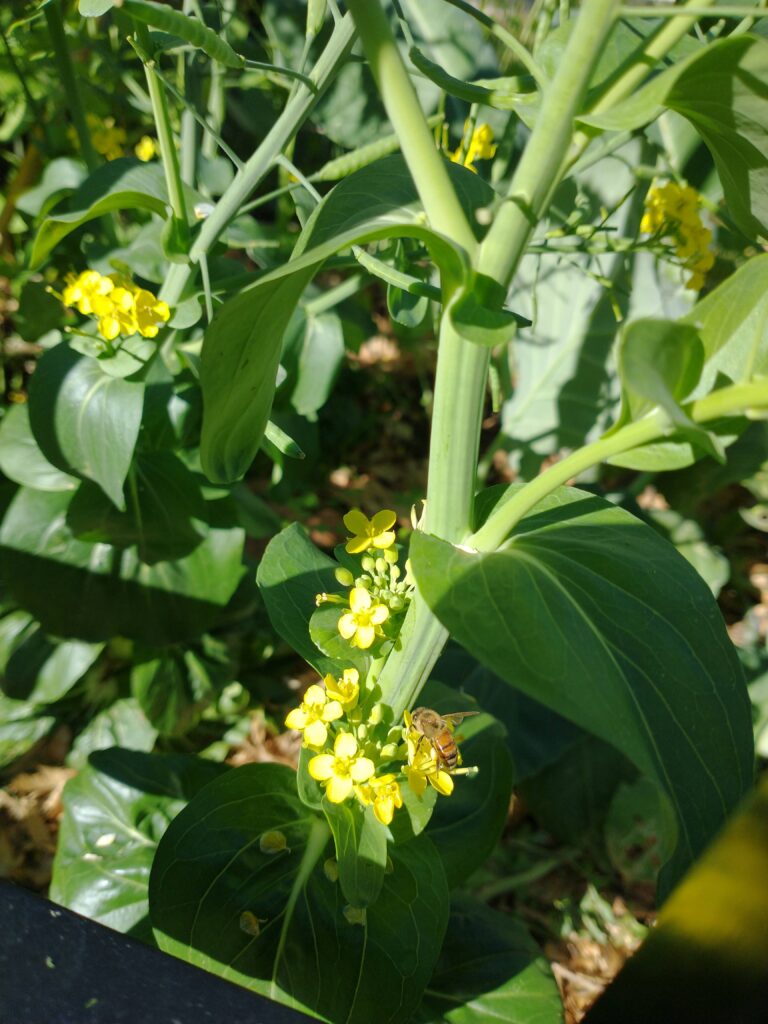 Honeybee on Yod fah broccoli