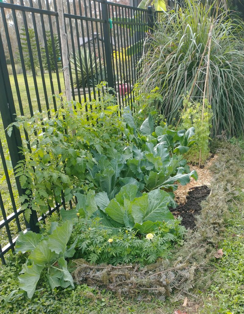 Florida garden diverse crop bed