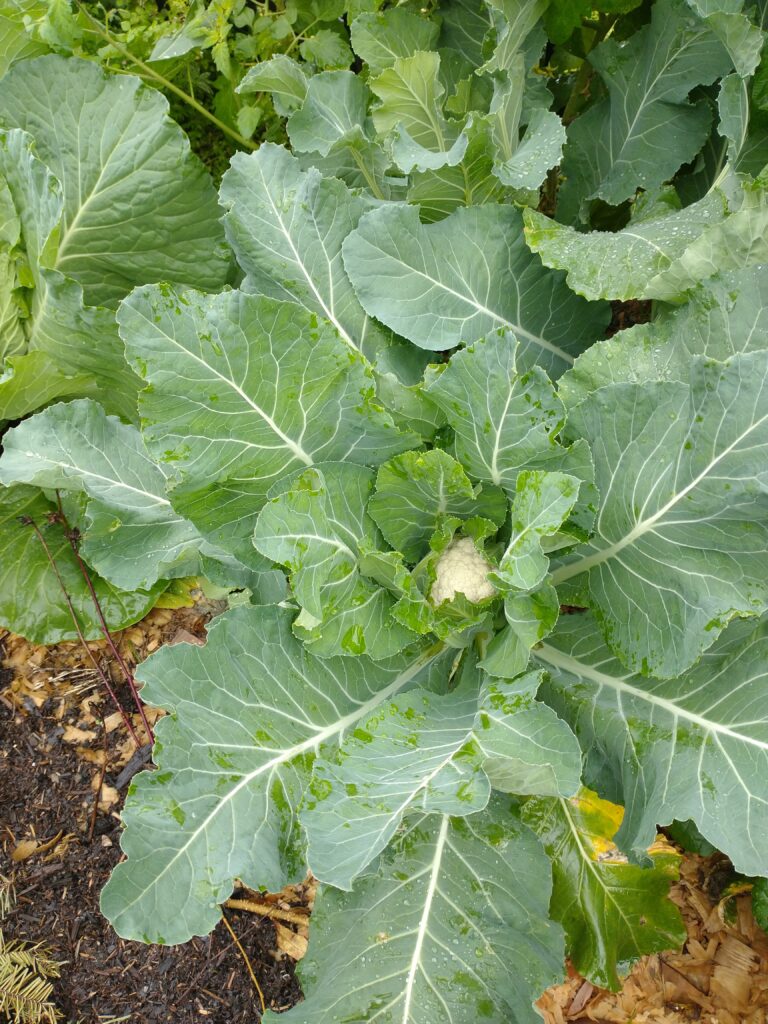 small cauliflower head forming