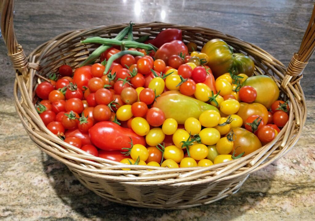 tomatoes in a basket