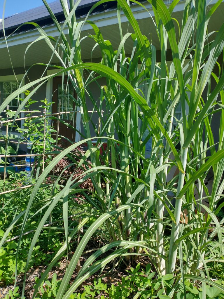 Sugar cane growing in a small Florida garden