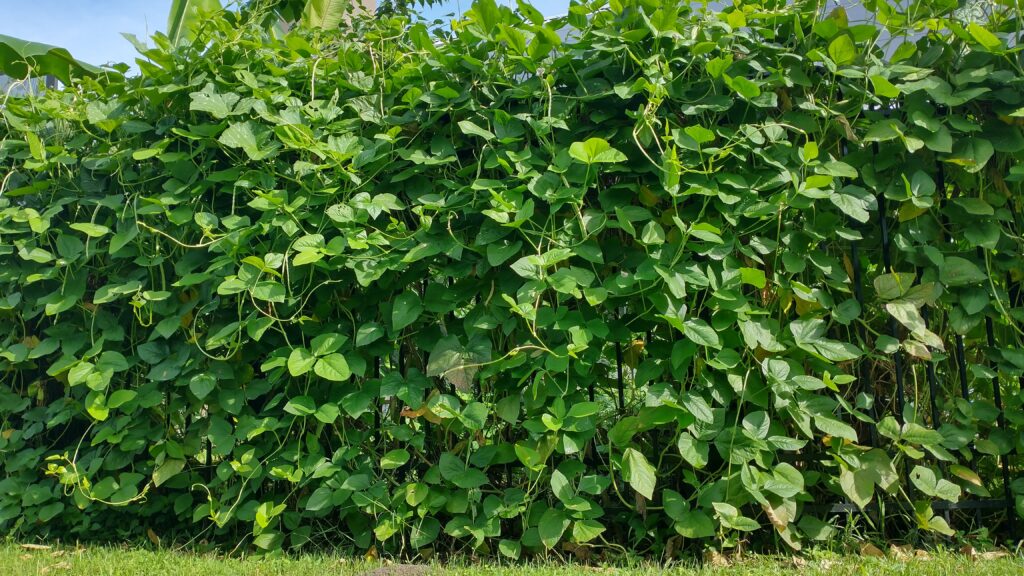 Puerto Rican black beans growing along a tall fence