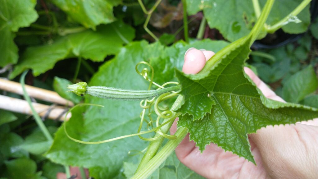 Female luffa bud getting ready to flower