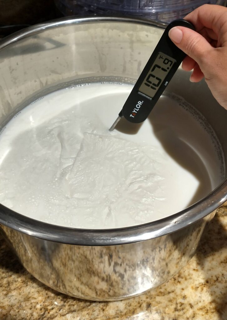 Milk has cooled sufficiently to add starter