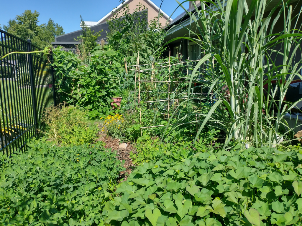 Small, simple, successful Florida summer garden