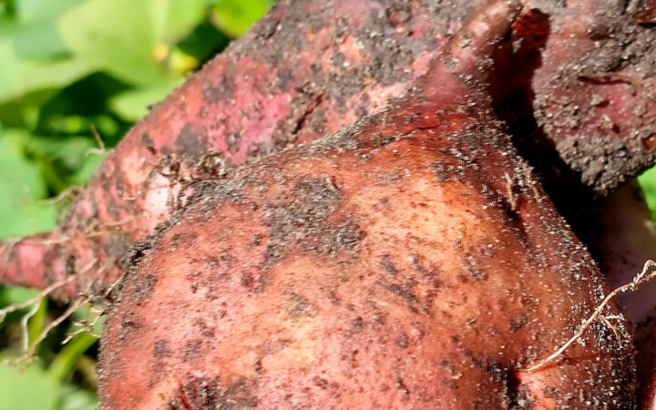 freshly harvested sweet potatoes