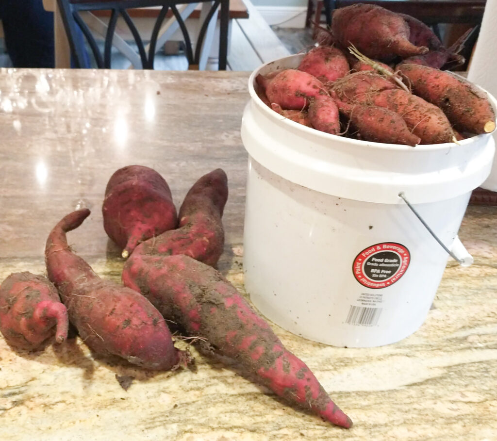 harvested sweet potatoes