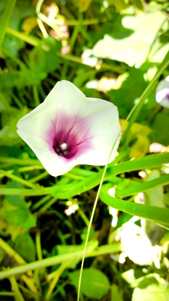 sweet potato flower