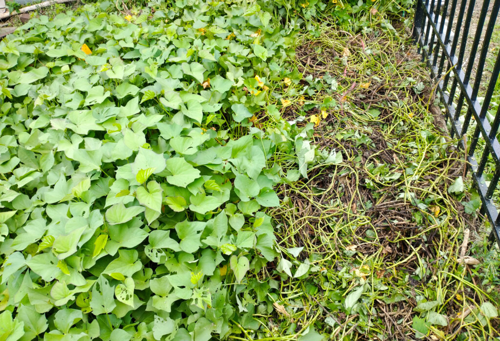 partially harvested sweet potato patch