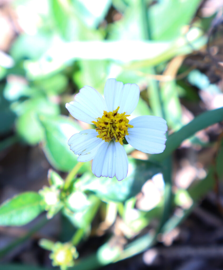 bidens alba, weed