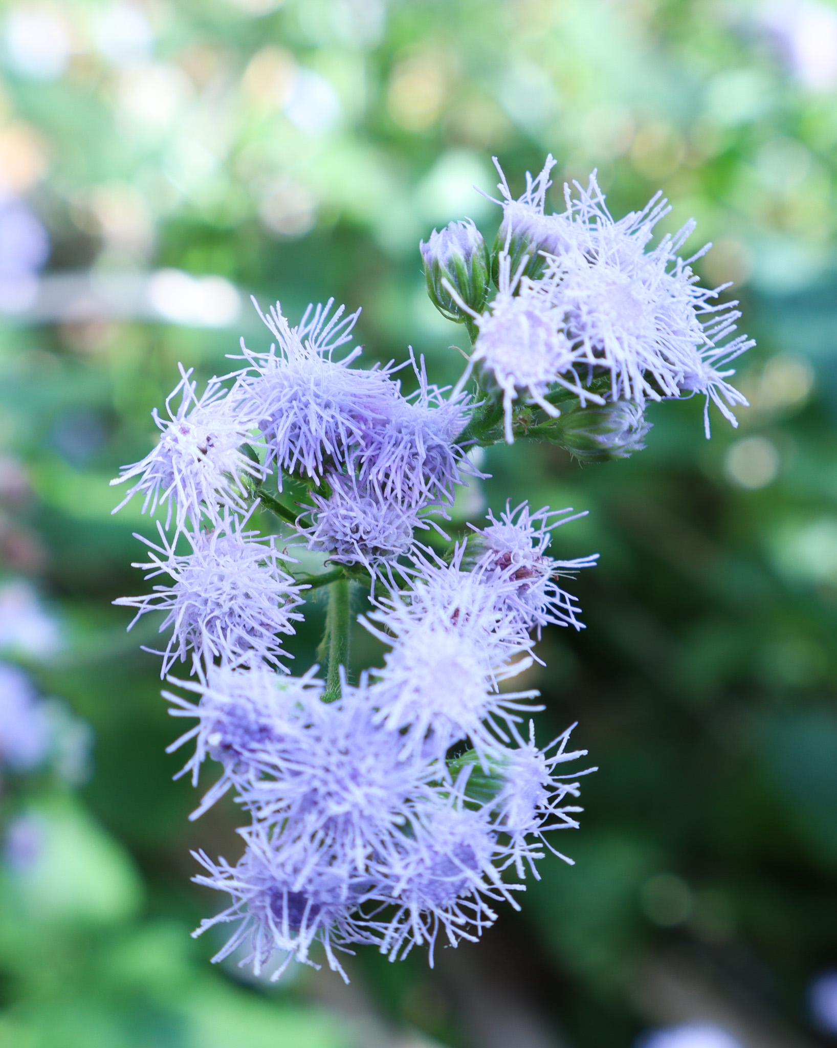 blue mistflower