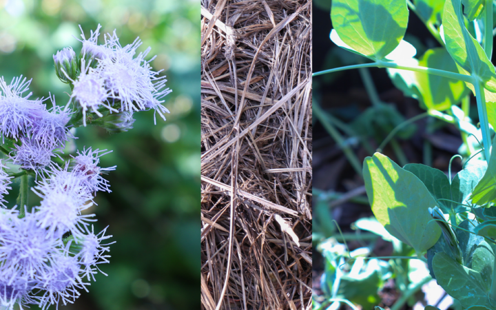 grow a garden that saves you money
