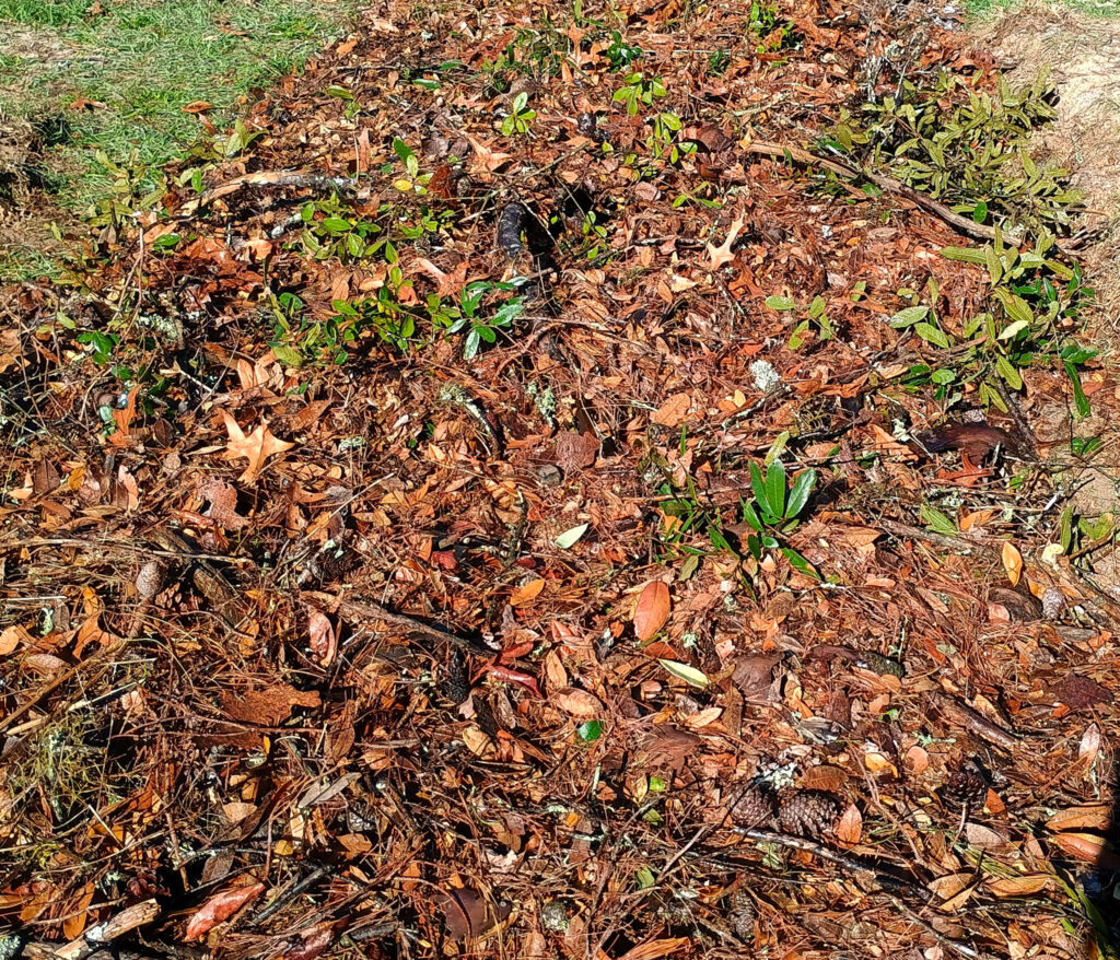 piling leaves to top off hugelkultur beds
