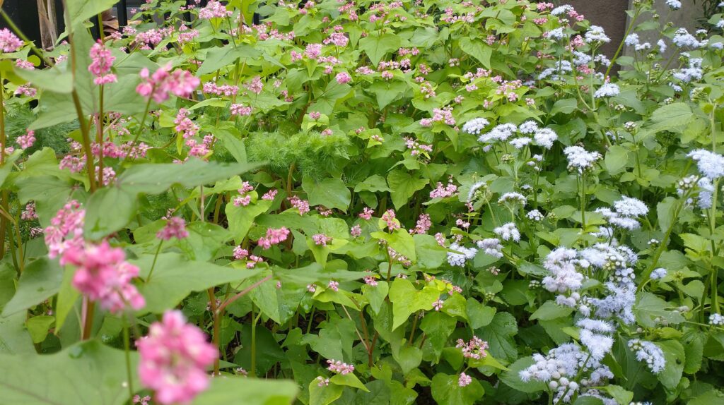 pink buckeye flowers next to blue mist flowers.