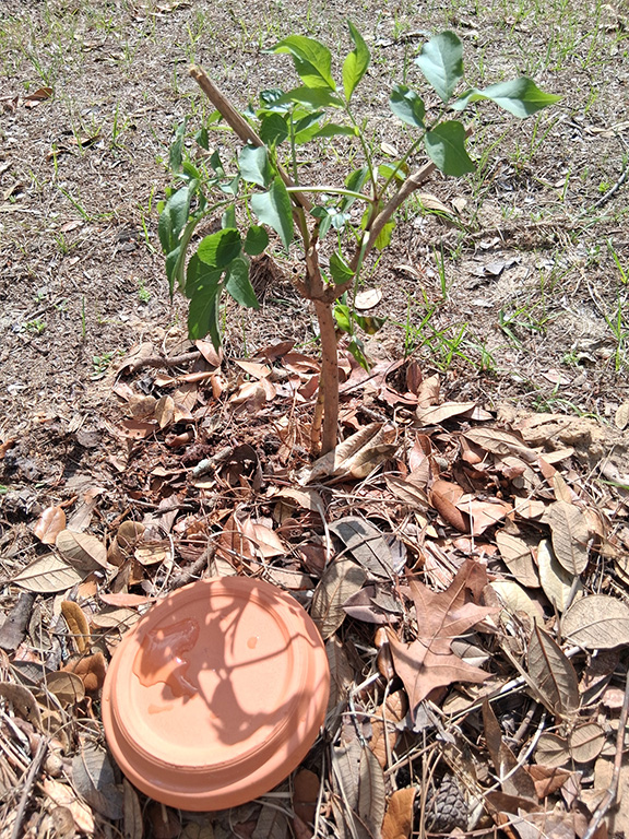 Olla buried by an elderberry plant