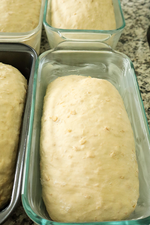 honey oat dough shaped and placed into bread pans