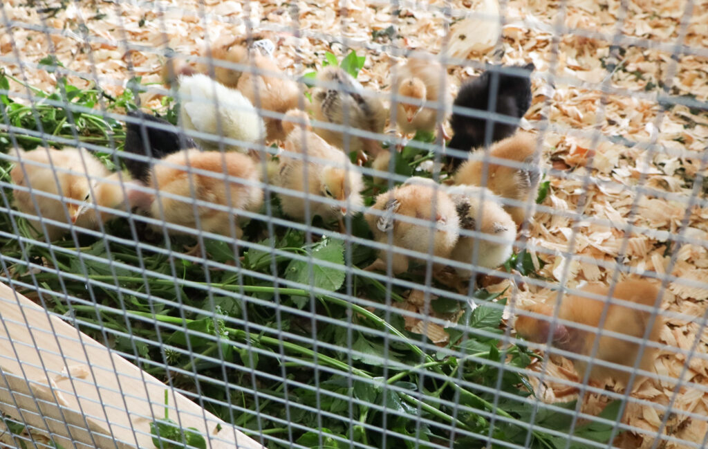 naked neck chicks in brooder